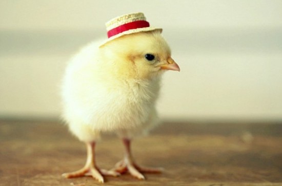 寵物帽子盤(pán)點(diǎn)，小雞戴的帽子最蒙