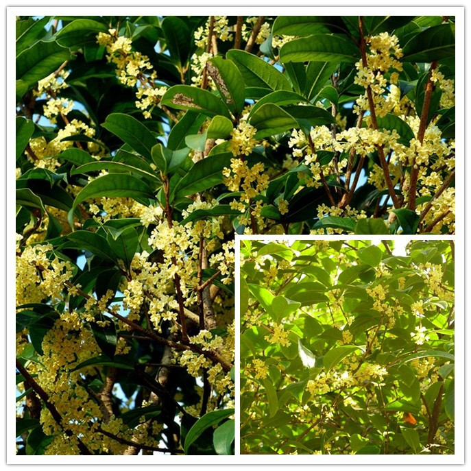 帽子廠壞境哪家好？