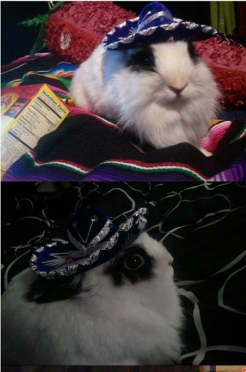 無奇不有的設(shè)計(jì)，兔子戴的寵物帽子