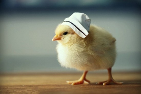寵物帽子盤(pán)點(diǎn)，小雞戴的帽子最蒙