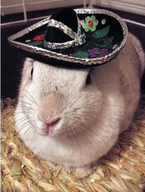 無奇不有的設(shè)計(jì)，兔子戴的寵物帽子